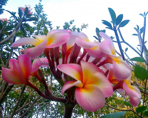 Plumeria---Psychological-Perfection-109.jpg