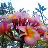 Plumeria---Psychological-Perfection-109