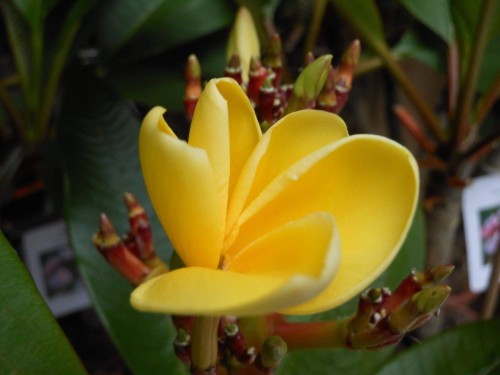 Plumeria---Psychological-Perfection-11.jpg