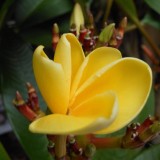 Plumeria---Psychological-Perfection-11