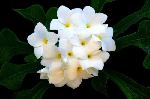 Plumeria---Psychological-Perfection-110.jpg