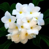 Plumeria---Psychological-Perfection-110