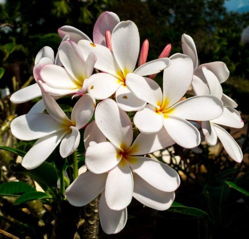 Plumeria---Psychological-Perfection-111.jpg