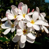 Plumeria---Psychological-Perfection-111