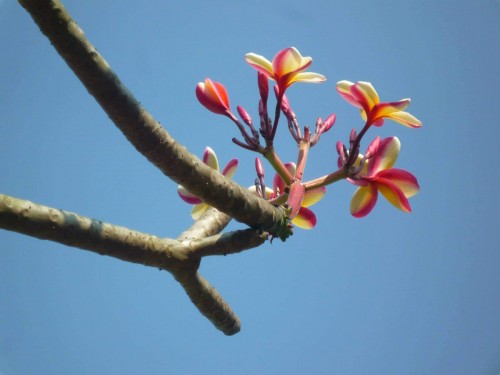 Plumeria---Psychological-Perfection-112.jpg