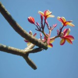 Plumeria---Psychological-Perfection-112