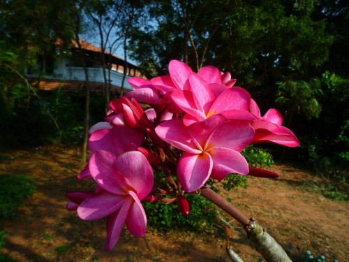 Plumeria---Psychological-Perfection-113.jpg