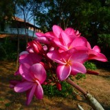 Plumeria---Psychological-Perfection-113