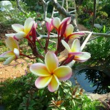 Plumeria---Psychological-Perfection-114