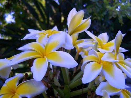 Plumeria---Psychological-Perfection-115.jpg