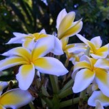 Plumeria---Psychological-Perfection-115