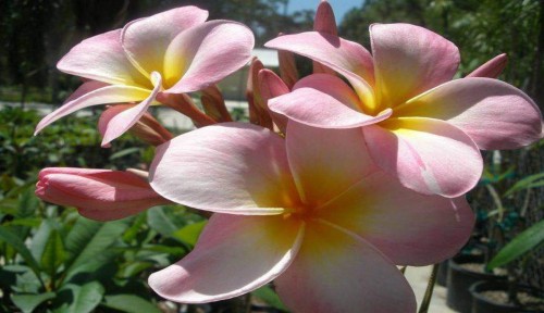 Plumeria---Psychological-Perfection-116.jpg