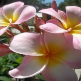 Plumeria---Psychological-Perfection-116