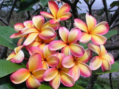 Plumeria---Psychological-Perfection-117.jpg