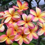 Plumeria---Psychological-Perfection-117