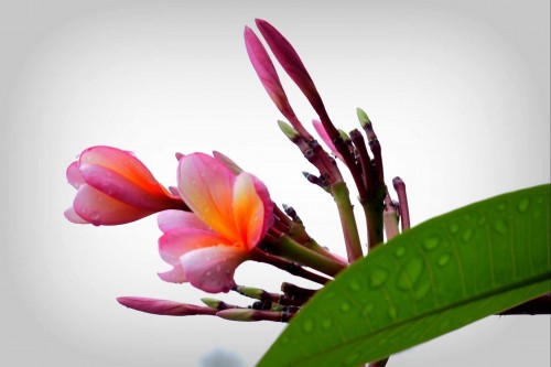 Plumeria---Psychological-Perfection-118.jpg