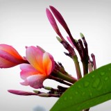 Plumeria---Psychological-Perfection-118