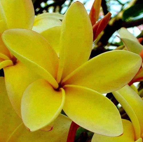 Plumeria---Psychological-Perfection-119.jpg