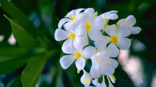 Plumeria---Psychological-Perfection-12.jpg