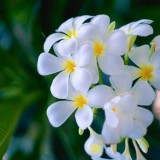 Plumeria---Psychological-Perfection-12