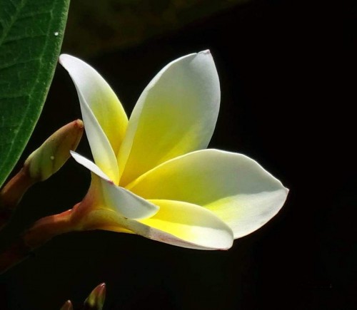 Plumeria---Psychological-Perfection-120.jpg