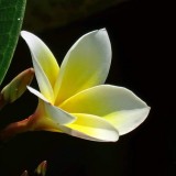 Plumeria---Psychological-Perfection-120