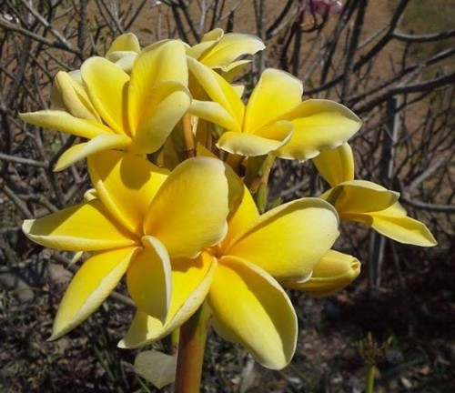 Plumeria---Psychological-Perfection-121.jpg