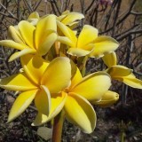 Plumeria---Psychological-Perfection-121