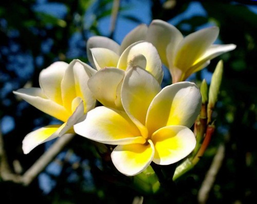 Plumeria---Psychological-Perfection-123.jpg