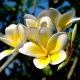 Plumeria---Psychological-Perfection-123