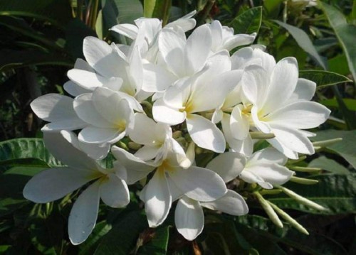 Plumeria---Psychological-Perfection-124.jpg