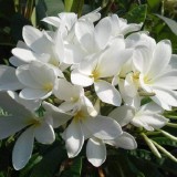 Plumeria---Psychological-Perfection-124