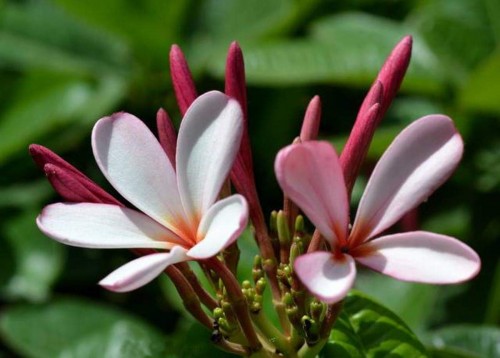 Plumeria---Psychological-Perfection-125.jpg