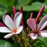 Plumeria---Psychological-Perfection-125