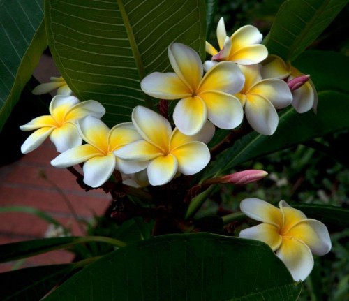 Plumeria---Psychological-Perfection-126.jpg