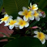 Plumeria---Psychological-Perfection-126