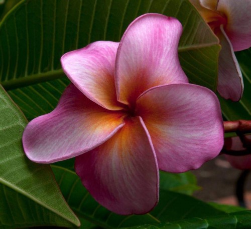 Plumeria---Psychological-Perfection-127.jpg