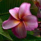 Plumeria---Psychological-Perfection-127