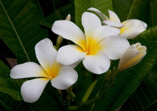 Plumeria---Psychological-Perfection-128.jpg