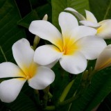 Plumeria---Psychological-Perfection-128