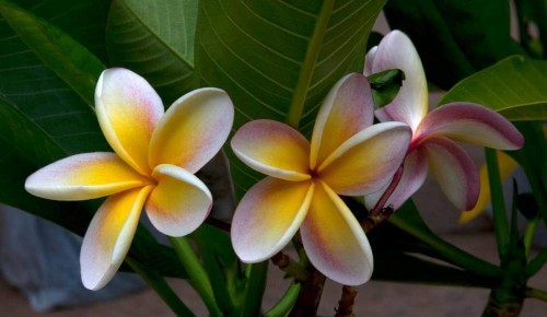 Plumeria---Psychological-Perfection-129.jpg