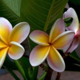 Plumeria---Psychological-Perfection-129