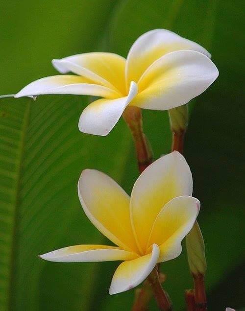 Plumeria---Psychological-Perfection-13.jpg