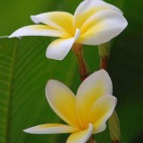 Plumeria---Psychological-Perfection-13