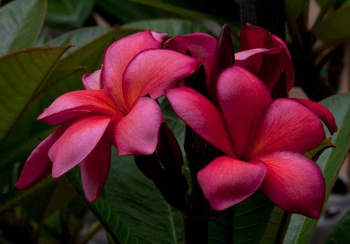 Plumeria---Psychological-Perfection-130.jpg