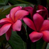 Plumeria---Psychological-Perfection-130