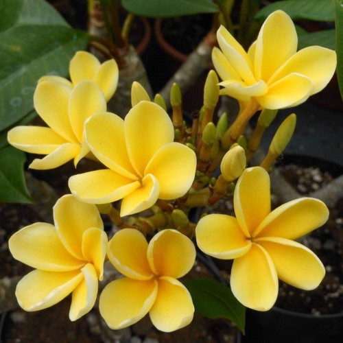 Plumeria---Psychological-Perfection-131.jpg