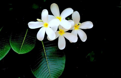 Plumeria---Psychological-Perfection-132.jpg