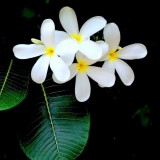 Plumeria---Psychological-Perfection-132