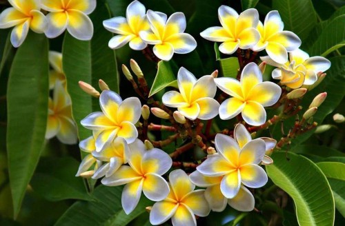 Plumeria---Psychological-Perfection-133.jpg